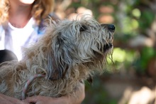 LIZZI, Hund, Mischlingshund in Ungarn - Bild 5