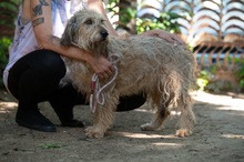 LIZZI, Hund, Mischlingshund in Ungarn - Bild 8