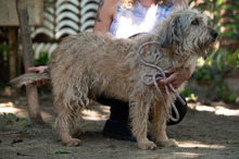 LIZZI, Hund, Mischlingshund in Ungarn - Bild 9