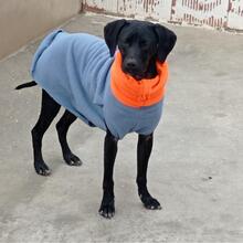 TANA, Hund, Jagdhund-Mix in Spanien - Bild 10
