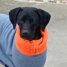 TANA, Hund, Jagdhund-Mix in Spanien - Bild 11