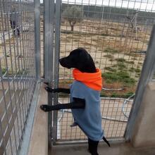 TANA, Hund, Jagdhund-Mix in Spanien - Bild 12