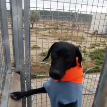 TANA, Hund, Jagdhund-Mix in Spanien - Bild 13