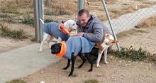 TANA, Hund, Jagdhund-Mix in Spanien - Bild 14