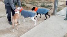 TANA, Hund, Jagdhund-Mix in Spanien - Bild 15