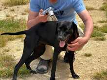 TANA, Hund, Jagdhund-Mix in Spanien - Bild 2