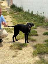 TANA, Hund, Jagdhund-Mix in Spanien - Bild 4