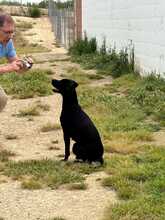 TANA, Hund, Jagdhund-Mix in Spanien - Bild 5