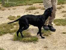 TANA, Hund, Jagdhund-Mix in Spanien - Bild 6