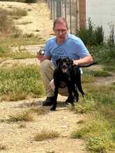 TANA, Hund, Jagdhund-Mix in Spanien - Bild 7