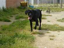 TANA, Hund, Jagdhund-Mix in Spanien - Bild 8