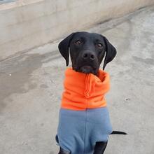 TANA, Hund, Jagdhund-Mix in Spanien - Bild 9