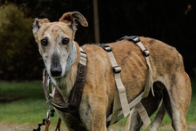 AMAYA, Hund, Galgo Español in Westoverledingen - Bild 1