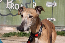 AMAYA, Hund, Galgo Español in Westoverledingen - Bild 11