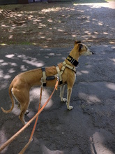 AMAYA, Hund, Galgo Español in Westoverledingen - Bild 12