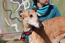 AMAYA, Hund, Galgo Español in Westoverledingen - Bild 13