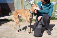 AMAYA, Hund, Galgo Español in Westoverledingen - Bild 14