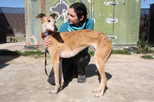 AMAYA, Hund, Galgo Español in Westoverledingen - Bild 15