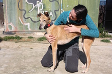 AMAYA, Hund, Galgo Español in Westoverledingen - Bild 16