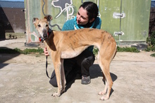 AMAYA, Hund, Galgo Español in Westoverledingen - Bild 18