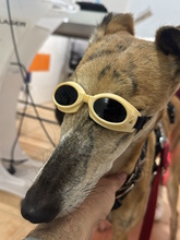 AMAYA, Hund, Galgo Español in Westoverledingen - Bild 19