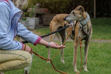 AMAYA, Hund, Galgo Español in Westoverledingen - Bild 2