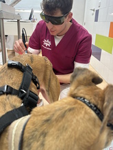 AMAYA, Hund, Galgo Español in Westoverledingen - Bild 20