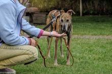 AMAYA, Hund, Galgo Español in Westoverledingen - Bild 4