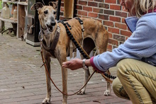 AMAYA, Hund, Galgo Español in Westoverledingen - Bild 5