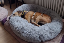 AMAYA, Hund, Galgo Español in Westoverledingen - Bild 6