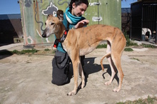 AMAYA, Hund, Galgo Español in Westoverledingen - Bild 7