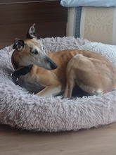 AMAYA, Hund, Galgo Español in Westoverledingen - Bild 8