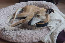 AMAYA, Hund, Galgo Español in Westoverledingen - Bild 9