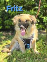 FRITZ, Hund, Mischlingshund in Kroatien - Bild 1