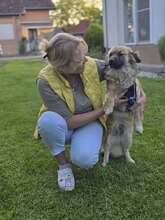 FRITZ, Hund, Mischlingshund in Kroatien - Bild 10