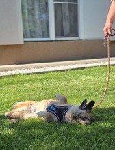 FRITZ, Hund, Mischlingshund in Kroatien - Bild 11