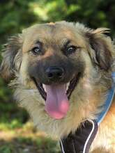 FRITZ, Hund, Mischlingshund in Kroatien - Bild 2