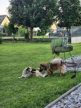 FRITZ, Hund, Mischlingshund in Kroatien - Bild 3