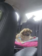 FRITZ, Hund, Mischlingshund in Kroatien - Bild 4