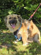 FRITZ, Hund, Mischlingshund in Kroatien - Bild 5