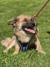 FRITZ, Hund, Mischlingshund in Kroatien - Bild 6