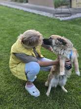 FRITZ, Hund, Mischlingshund in Kroatien - Bild 7