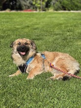 FRITZ, Hund, Mischlingshund in Kroatien - Bild 8