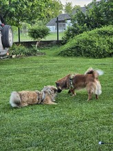 FRITZ, Hund, Mischlingshund in Kroatien - Bild 9