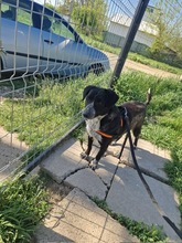 MIRCA, Hund, Mischlingshund in Rumänien