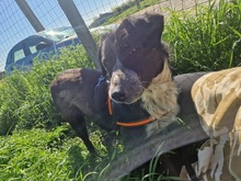 MIRCA, Hund, Mischlingshund in Rumänien - Bild 2