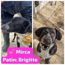 MIRCA, Hund, Mischlingshund in Rumänien - Bild 3