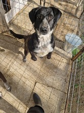 MIRCA, Hund, Mischlingshund in Rumänien - Bild 4
