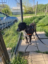 MIRCA, Hund, Mischlingshund in Rumänien - Bild 5