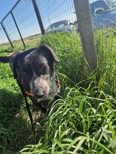 MIRCA, Hund, Mischlingshund in Rumänien - Bild 6